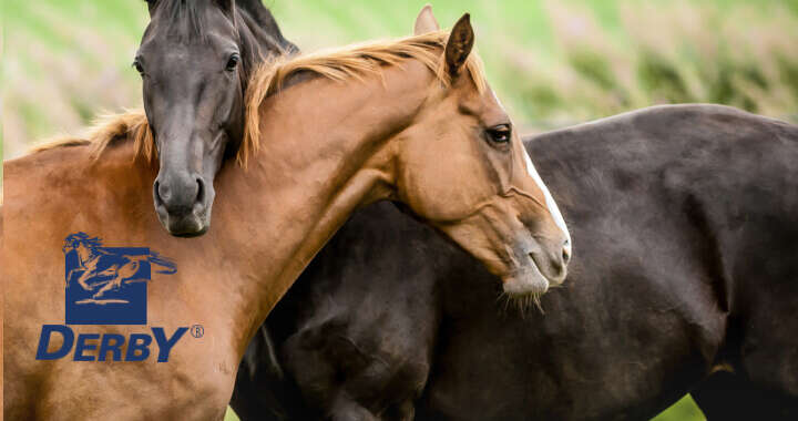 banner derby pferdefutter 720x380